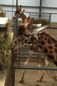 half term giraffes